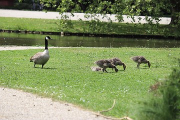 Young Goose 