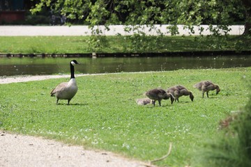 Young Goose 