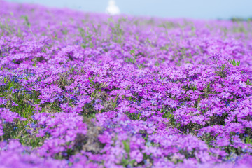 美しい芝桜