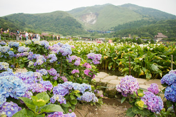 Hydrangeas (Hydrangea macrophylla) or Hortensia flowers  blossom in Yangming Mountain, Taiwan.