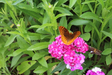 butterfly on flower