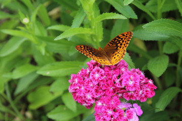 butterfly on flower