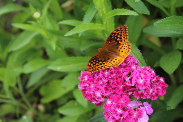 butterfly on a flower