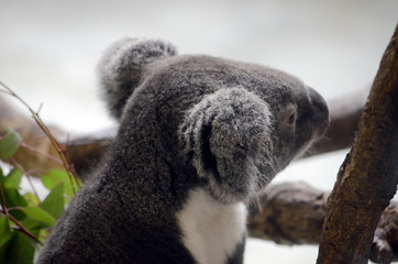 コアラ