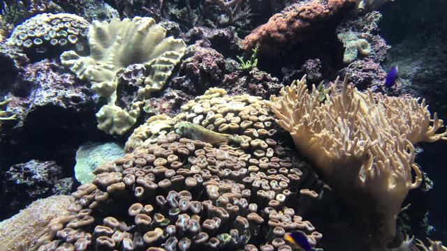 Korallen mit Fischarten aus dem Indischen Ozean bei den Mavediven