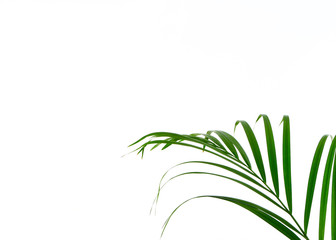Tropical palm leaf on white background