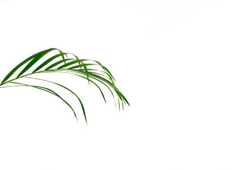 Tropical palm leaf on white background