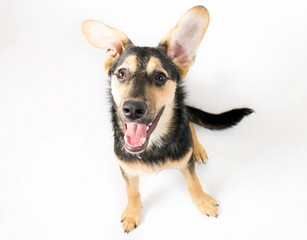 Mixed breed dog portrait on the white