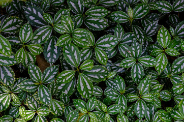 Naklejka na ściany i meble Green leaves background pattern