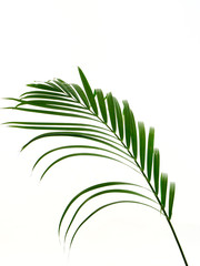 Fototapeta premium Tropical palm leaf on white background