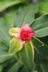 小さく赤い花が中央に一輪