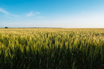 Wheat spikelets farm agriculture field landscape with blue sky
