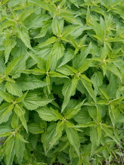 Young zalyucha nettle in the meadow in spring