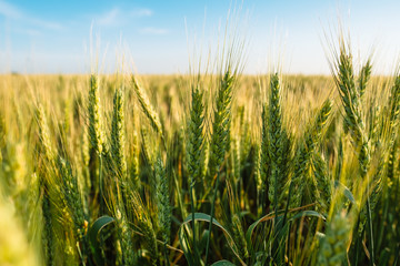 Wheat spikelets close up farm agriculture field with blue sky