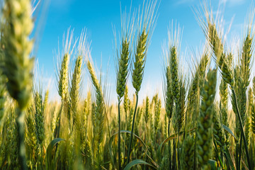 Obraz premium Wheat spikelets close up farm agriculture field with blue sky