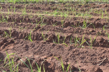 A little sugar cane using a technique called meiosis. growing cane in the field. land for sugar cane production