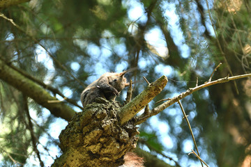 The squirrel sits on a tree branch and cleans its fur