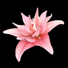 Pink Lily closeup on black background