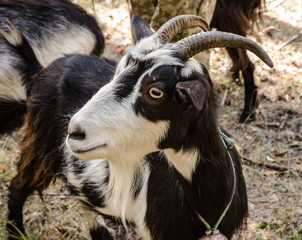 goats eat leaves and grass in the forest