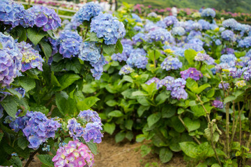 Hydrangeas (Hydrangea macrophylla) or Hortensia flowers  blossom in Yangming Mountain, Taiwan.