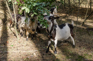 goats eat leaves and grass in the forest