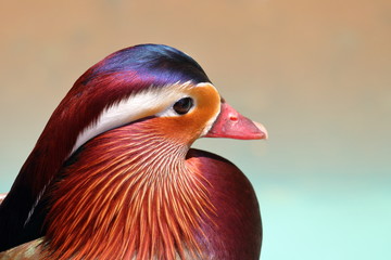 美しい色彩のオシドリ