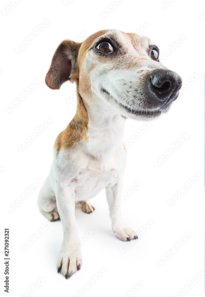 Wall mural adorable funny smiling dog. white background. don't worry be happy attitude. positive emotions behav