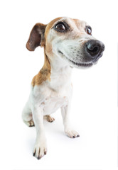 Adorable funny smiling dog. White background. Don't worry be happy attitude. positive emotions...