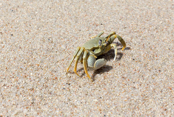 A big crab on the sand