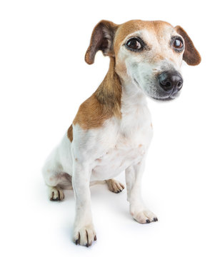 Adorable dog portrait. Looking to the camera. Jack Russell terrier on white background