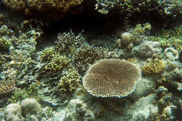 Naklejka na ściany i meble coral reef view in Togian islands
