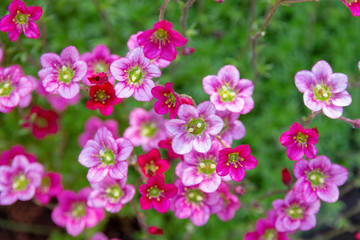 Saxifraga arendsii pink flowers background. flowers and succulents for rock gardens and landscaping. top view close up 