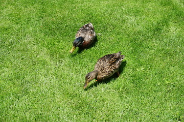 eating ducks