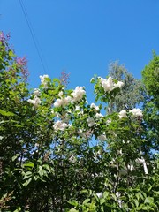  blooming lilac in the city Park   