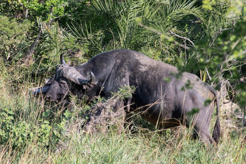 A Cape Buffalo browsing in thick bush in the iMfolozi Game Reserve, South Africa.