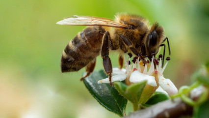 Honeybee on white flower, green background, macro