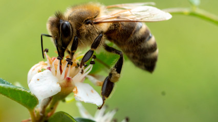 Honeybee on white flower, green background, macro
