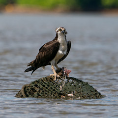 Perched Osprey on Potomac River