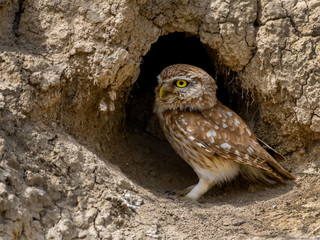 Little Owl Sitting on Clay Wall