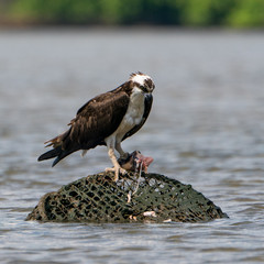 Perched Osprey on Potomac River