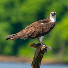 Perched Osprey on Potomac River