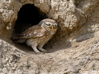 Little Owl Sitting on Clay Wall