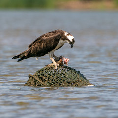 Perched Osprey on Potomac River