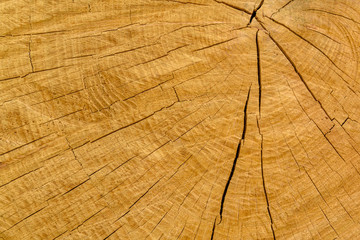 Natural wooden texture for the background. Cross section