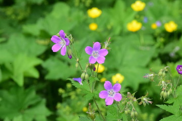 purple flowers in the garden