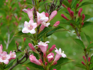 rosa weiß blühender Strauch im Mai
