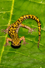 Green Salamander (Aneides aeneus)