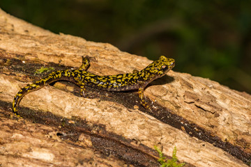 Green Salamander (Aneides aeneus)