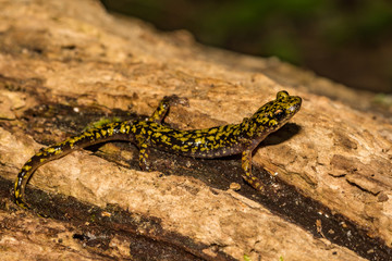 Green Salamander (Aneides aeneus)