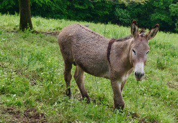 Asino in montagna Alpi Orobie Lombardia